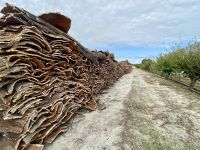 Azaruja - Korkeichenfabrik