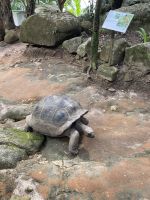 Riesenschildkröten auf Moyenne Island