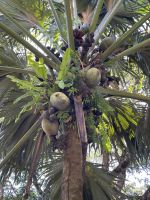 Inselrundfahrt Mahé Teil 2 - Botanischer Garten