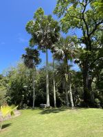 Inselrundfahrt Mahé Teil 2 - Botanischer Garten von Victoria