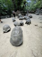 Inselrundfahrt Mahé Teil 2 - Botanischer Garten von Victoria