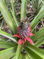 Südküste von Mahé - Gewürzplantage