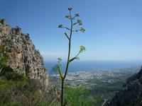Burg St. Hilarion