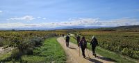 Wanderung Laduardia nach Elciego