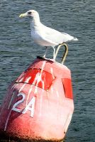 Möwe Jonathan beobachtet uns