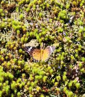 Tag 11 - Schmetterling 