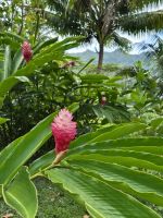 Inselrundfahrt Huahine