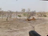 nach dem Frühstück Löwen.jpg