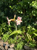 Wanderung auf der Levada Marocos (2)