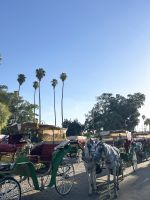 unzählige Kutschen warten auf Kundschaft