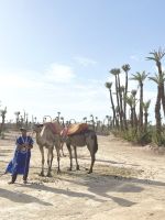 Marrakesch - Palmerai