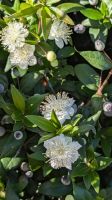 11-Mirtoblüte und Frucht.jpg