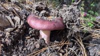 2-es ist Herbst.jpg