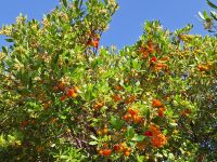 20241015_104054, sie sehen schöner aus als sie schmecken.jpg