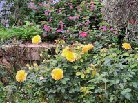 20241017_113009, im Rosengarten.jpg