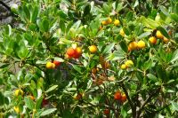 Tag 3 12.10.2024 Ausflug nach Èze, Arbutus, Erdbeerbaum