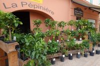 Tag 3 12.10.2024 Stadtbummel in Menton, Zitronenzucht