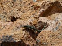 in der Calanche