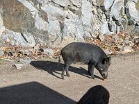 Eindrücke Omega Wildpark