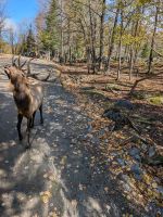 Eindrücke Omega Wildpark
