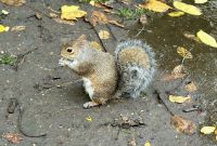 St. James‘s Park auf dem Weg zur Wachablösung 