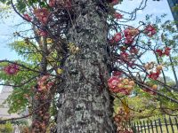 Stadtrundgang Rio de Janeiro