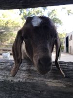 Featherdale Wildlife Park