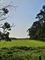 freilebende Kängurus auf dem Heimweg