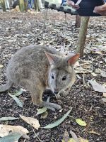 Wallaby zum Anfassen im Featherdale Wildlife Park