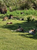 frei lebende Kängurus 