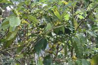 Kaffeeplantage Hacienda 