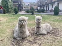 Alpakas im Hotel in Yucay