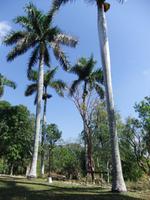 Königspalme - Nationalpflanze von Cuba