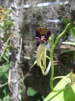 Tentakel Orchidee
