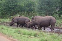 187 Breitmaulnashörner