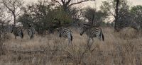 350 Zebras im Krügerpark
