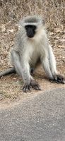 351 Vervet Monkeys