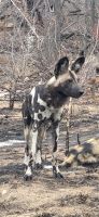 355 Wildhunde
