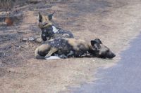 371 Wildhunde