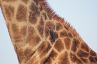 373 Madenhacker beim Zeckenfang