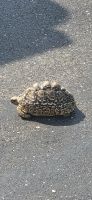 394 Leopardenschildkröte