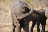 378 Elefantensichtung im Krüger Park