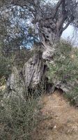1000-jährige Olive auf Paros