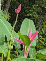 21. Botanischer Garten Singapur