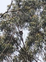 61. Koala-Sichtung, Great Ocean Road, Australien