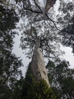 63. Mait`s Rainforest, Great Ocean Road, Australien