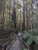 94. Mt. Field Nationalpark, Tasmanien