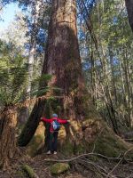 96. Mt. Field Nationalpark, Tasmanien