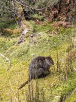 127. Cradle Mountain Nationalpark-Besuch, Tasmanien