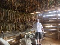 Tabakblätter beim Trocknen